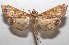  ( - 18-SRNP-102083)  @14 [ ] CreativeCommons  Attribution Non-Commercial Share-Alike (2019) Daniel H. Janzen Guanacaste Dry Forest Conservation Fund