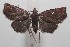  ( - 18-SRNP-102145)  @11 [ ] CreativeCommons  Attribution Non-Commercial Share-Alike (2019) Daniel H. Janzen Guanacaste Dry Forest Conservation Fund
