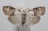  ( - 18-SRNP-102279)  @11 [ ] CreativeCommons  Attribution Non-Commercial Share-Alike (2019) Daniel H. Janzen Guanacaste Dry Forest Conservation Fund