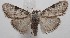  ( - 18-SRNP-102300)  @11 [ ] CreativeCommons  Attribution Non-Commercial Share-Alike (2019) Daniel H. Janzen Guanacaste Dry Forest Conservation Fund