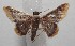 ( - 18-SRNP-102319)  @11 [ ] CreativeCommons  Attribution Non-Commercial Share-Alike (2019) Daniel H. Janzen Guanacaste Dry Forest Conservation Fund