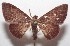  ( - 18-SRNP-102426)  @11 [ ] CreativeCommons  Attribution Non-Commercial Share-Alike (2019) Daniel H. Janzen Guanacaste Dry Forest Conservation Fund