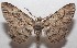 ( - 18-SRNP-102446)  @11 [ ] CreativeCommons  Attribution Non-Commercial Share-Alike (2019) Daniel H. Janzen Guanacaste Dry Forest Conservation Fund
