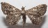  ( - 18-SRNP-102464)  @11 [ ] CreativeCommons  Attribution Non-Commercial Share-Alike (2019) Daniel H. Janzen Guanacaste Dry Forest Conservation Fund