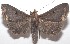  ( - 18-SRNP-102495)  @13 [ ] CreativeCommons  Attribution Non-Commercial Share-Alike (2019) Daniel H. Janzen Guanacaste Dry Forest Conservation Fund