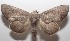  ( - 18-SRNP-102500)  @14 [ ] CreativeCommons  Attribution Non-Commercial Share-Alike (2019) Daniel H. Janzen Guanacaste Dry Forest Conservation Fund