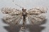  ( - 18-SRNP-102537)  @11 [ ] CreativeCommons  Attribution Non-Commercial Share-Alike (2019) Daniel H. Janzen Guanacaste Dry Forest Conservation Fund