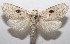  ( - 18-SRNP-102551)  @13 [ ] CreativeCommons  Attribution Non-Commercial Share-Alike (2019) Daniel H. Janzen Guanacaste Dry Forest Conservation Fund
