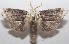  (Magulacra niveogrisea - 18-SRNP-102552)  @14 [ ] CreativeCommons  Attribution Non-Commercial Share-Alike (2019) Daniel H. Janzen Guanacaste Dry Forest Conservation Fund