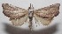  (Trogoblemma Poole01 - 18-SRNP-102573)  @14 [ ] CreativeCommons  Attribution Non-Commercial Share-Alike (2019) Daniel H. Janzen Guanacaste Dry Forest Conservation Fund