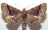  ( - 18-SRNP-102717)  @11 [ ] CreativeCommons  Attribution Non-Commercial Share-Alike (2019) Daniel H. Janzen Guanacaste Dry Forest Conservation Fund