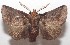  ( - 18-SRNP-102756)  @13 [ ] CreativeCommons  Attribution Non-Commercial Share-Alike (2019) Daniel H. Janzen Guanacaste Dry Forest Conservation Fund
