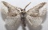  (Mesoscia dyari - 18-SRNP-102766)  @14 [ ] CreativeCommons  Attribution Non-Commercial Share-Alike (2019) Daniel H. Janzen Guanacaste Dry Forest Conservation Fund