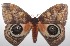  ( - 18-SRNP-102788)  @11 [ ] CreativeCommons  Attribution Non-Commercial Share-Alike (2019) Daniel H. Janzen Guanacaste Dry Forest Conservation Fund