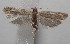  (Glyphidocera aracawae - 18-SRNP-102802)  @12 [ ] CreativeCommons  Attribution Non-Commercial Share-Alike (2019) Daniel H. Janzen Guanacaste Dry Forest Conservation Fund