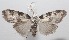  (Callinola BioLep806 - 18-SRNP-102833)  @14 [ ] CreativeCommons  Attribution Non-Commercial Share-Alike (2019) Daniel H. Janzen Guanacaste Dry Forest Conservation Fund