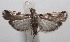  ( - 18-SRNP-102857)  @11 [ ] CreativeCommons  Attribution Non-Commercial Share-Alike (2019) Daniel H. Janzen Guanacaste Dry Forest Conservation Fund