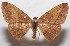  ( - 18-SRNP-102922)  @11 [ ] CreativeCommons  Attribution Non-Commercial Share-Alike (2019) Daniel H. Janzen Guanacaste Dry Forest Conservation Fund