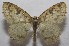  ( - 18-SRNP-103013)  @13 [ ] CreativeCommons  Attribution Non-Commercial Share-Alike (2019) Daniel H. Janzen Guanacaste Dry Forest Conservation Fund