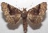  ( - 18-SRNP-103046)  @11 [ ] CreativeCommons  Attribution Non-Commercial Share-Alike (2019) Daniel H. Janzen Guanacaste Dry Forest Conservation Fund