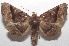  ( - 18-SRNP-103047)  @11 [ ] CreativeCommons  Attribution Non-Commercial Share-Alike (2019) Daniel H. Janzen Guanacaste Dry Forest Conservation Fund