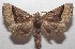  ( - 18-SRNP-103048)  @11 [ ] CreativeCommons  Attribution Non-Commercial Share-Alike (2019) Daniel H. Janzen Guanacaste Dry Forest Conservation Fund