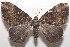 ( - 18-SRNP-103068)  @14 [ ] CreativeCommons  Attribution Non-Commercial Share-Alike (2019) Daniel H. Janzen Guanacaste Dry Forest Conservation Fund