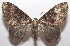  ( - 18-SRNP-103069)  @14 [ ] CreativeCommons  Attribution Non-Commercial Share-Alike (2019) Daniel H. Janzen Guanacaste Dry Forest Conservation Fund