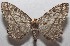  ( - 18-SRNP-103086)  @15 [ ] CreativeCommons  Attribution Non-Commercial Share-Alike (2019) Daniel H. Janzen Guanacaste Dry Forest Conservation Fund