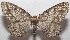  ( - 18-SRNP-103091)  @14 [ ] CreativeCommons  Attribution Non-Commercial Share-Alike (2019) Daniel H. Janzen Guanacaste Dry Forest Conservation Fund