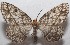  ( - 18-SRNP-103092)  @14 [ ] CreativeCommons  Attribution Non-Commercial Share-Alike (2019) Daniel H. Janzen Guanacaste Dry Forest Conservation Fund