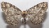  ( - 18-SRNP-103095)  @14 [ ] CreativeCommons  Attribution Non-Commercial Share-Alike (2019) Daniel H. Janzen Guanacaste Dry Forest Conservation Fund