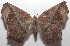  ( - 18-SRNP-103130)  @11 [ ] CreativeCommons  Attribution Non-Commercial Share-Alike (2019) Daniel H. Janzen Guanacaste Dry Forest Conservation Fund