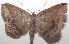  ( - 18-SRNP-103131)  @11 [ ] CreativeCommons  Attribution Non-Commercial Share-Alike (2019) Daniel H. Janzen Guanacaste Dry Forest Conservation Fund