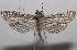  ( - 18-SRNP-103143)  @13 [ ] CreativeCommons  Attribution Non-Commercial Share-Alike (2019) Daniel H. Janzen Guanacaste Dry Forest Conservation Fund