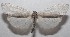  ( - 18-SRNP-103244)  @11 [ ] CreativeCommons  Attribution Non-Commercial Share-Alike (2019) Daniel H. Janzen Guanacaste Dry Forest Conservation Fund