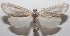  ( - 18-SRNP-103246)  @11 [ ] CreativeCommons  Attribution Non-Commercial Share-Alike (2019) Daniel H. Janzen Guanacaste Dry Forest Conservation Fund