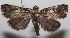  ( - 18-SRNP-103317)  @13 [ ] CreativeCommons  Attribution Non-Commercial Share-Alike (2019) Daniel H. Janzen Guanacaste Dry Forest Conservation Fund