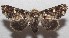  ( - 18-SRNP-103323)  @11 [ ] CreativeCommons  Attribution Non-Commercial Share-Alike (2019) Daniel H. Janzen Guanacaste Dry Forest Conservation Fund
