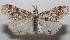  ( - 18-SRNP-103327)  @11 [ ] CreativeCommons  Attribution Non-Commercial Share-Alike (2019) Daniel H. Janzen Guanacaste Dry Forest Conservation Fund