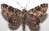  ( - 18-SRNP-103353)  @14 [ ] CreativeCommons  Attribution Non-Commercial Share-Alike (2019) Daniel H. Janzen Guanacaste Dry Forest Conservation Fund