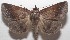  ( - 18-SRNP-103356)  @14 [ ] CreativeCommons  Attribution Non-Commercial Share-Alike (2019) Daniel H. Janzen Guanacaste Dry Forest Conservation Fund