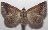  ( - 18-SRNP-103360)  @14 [ ] CreativeCommons  Attribution Non-Commercial Share-Alike (2019) Daniel H. Janzen Guanacaste Dry Forest Conservation Fund
