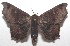  ( - 18-SRNP-103365)  @11 [ ] CreativeCommons  Attribution Non-Commercial Share-Alike (2019) Daniel H. Janzen Guanacaste Dry Forest Conservation Fund