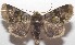  ( - 18-SRNP-103403)  @11 [ ] CreativeCommons  Attribution Non-Commercial Share-Alike (2019) Daniel H. Janzen Guanacaste Dry Forest Conservation Fund