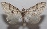  ( - 18-SRNP-103449)  @11 [ ] CreativeCommons  Attribution Non-Commercial Share-Alike (2019) Daniel H. Janzen Guanacaste Dry Forest Conservation Fund