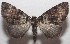  ( - 18-SRNP-103452)  @14 [ ] CreativeCommons  Attribution Non-Commercial Share-Alike (2019) Daniel H. Janzen Guanacaste Dry Forest Conservation Fund