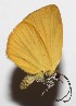  (unclassified Riodinidae - 18-SRNP-30231)  @11 [ ] CreativeCommons  Attribution Non-Commercial Share-Alike (2023) Daniel H. Janzen Guanacaste Dry Forest Conservation Fund