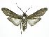  ( - INB0003375542)  @11 [ ] CreativeCommons  Attribution Non-Commercial Share-Alike (2019) Daniel H. Janzen Guanacaste Dry Forest Conservation Fund