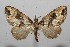  (Psaliodes crassinotaDHJ02 - 11-SRNP-100601)  @14 [ ] CreativeCommons - Attribution Non-Commercial Share-Alike (2011) Daniel H. Janzen Guanacaste Dry Forest Conservation Fund